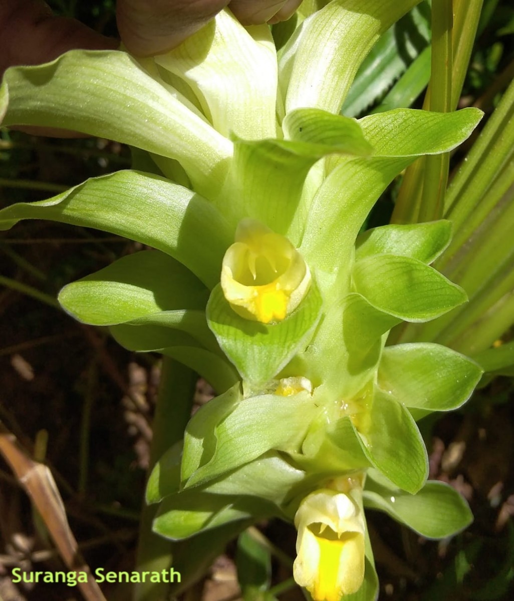 Curcuma longa L.